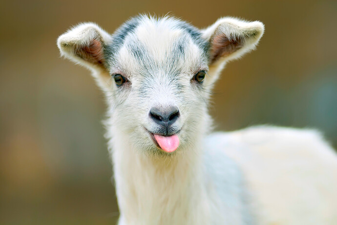 american-airlines-says-no-emotional-support-goats