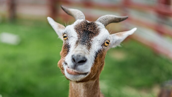 Image result for goats
