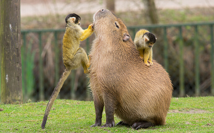 Capybara