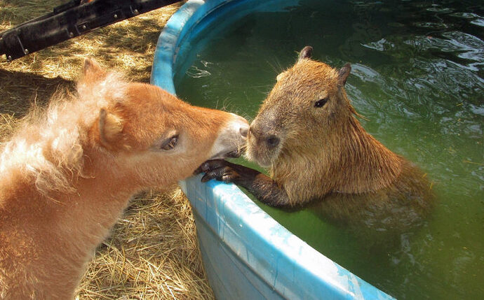 0_CATERS_CAPYBARA_SURROGATE_ANIMAL_FRIENDS_01-800x498