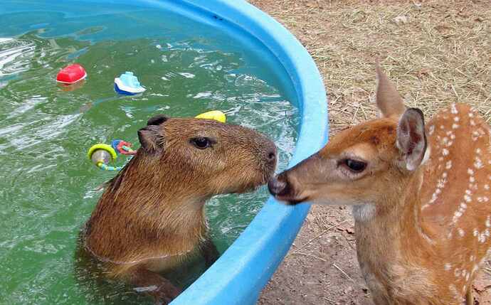 3_CATERS_CAPYBARA_SURROGATE_ANIMAL_FRIENDS_04-800x498