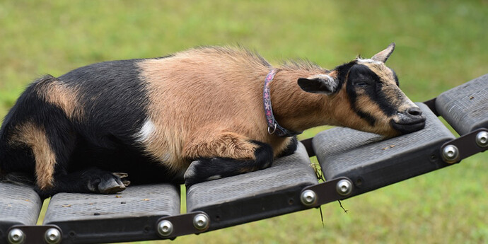 domestic-goat