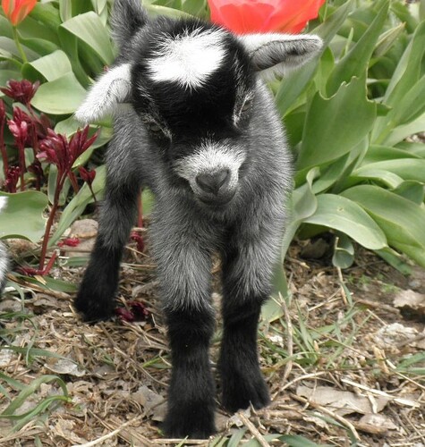 baby_goat