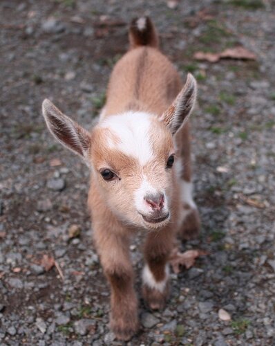 Image result for Cute goats