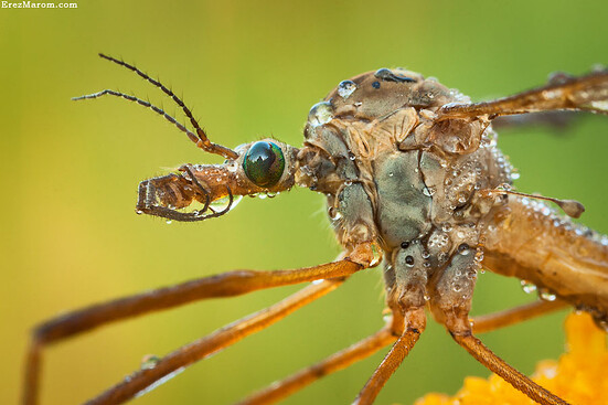 Image result for crane fly face