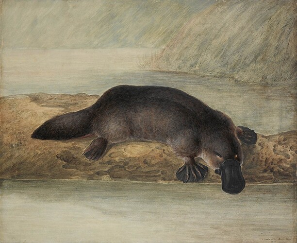 Platypus_by_Lewin