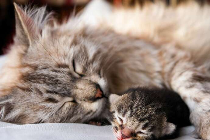 mother-cat-and-kitten-sleeping