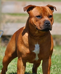 Staffordshire-Bull-Terrier-red-breed-minepuppy