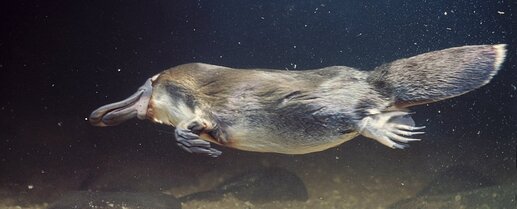 PlatypusUnderwater_web_1024