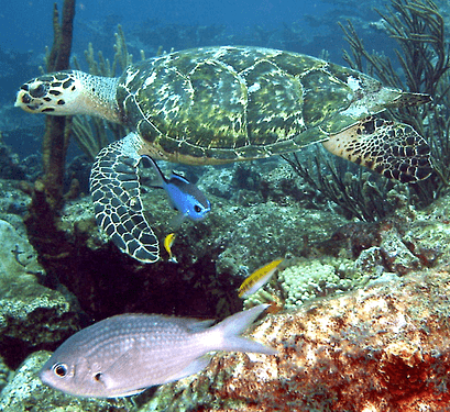 seaturtleimage