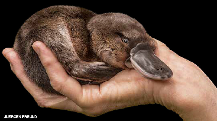 Platypus-by-JUERGEN-FREUND-1156x650
