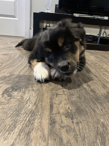 Pupper