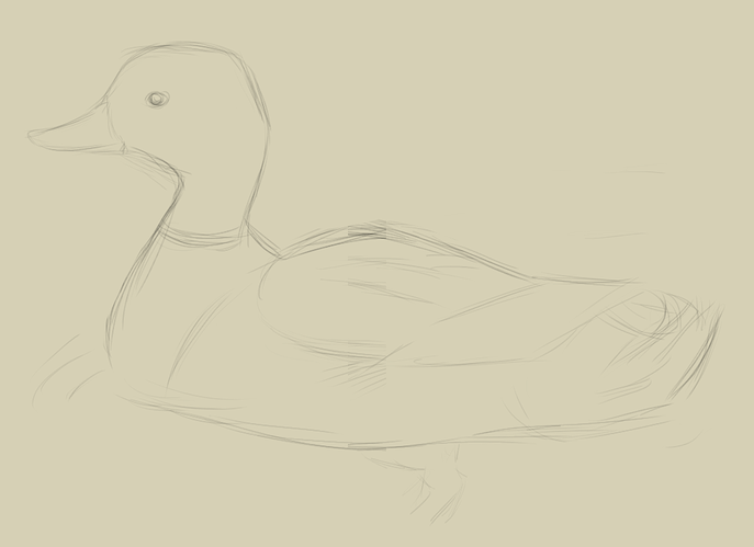 duck