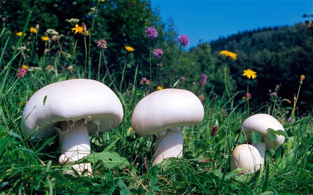 mushrooms2_2341131b