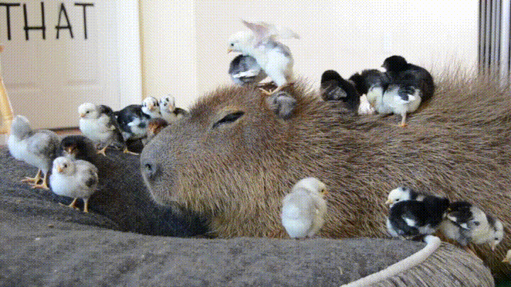 giphy%20(10)