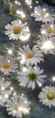 daisies