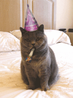 giphy (4)