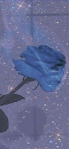 blue rose