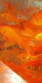 goldfish